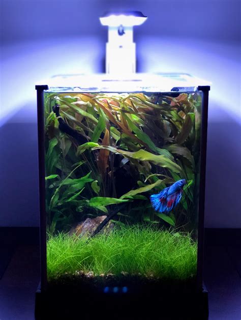 Planted Betta Tank - How To Set Up A Beautiful Betta Fish Tank Japanesefightingfish Org - These ...