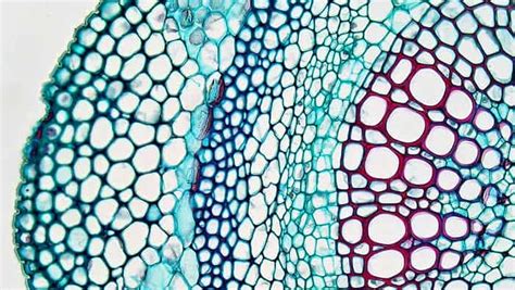 Parenchyma Cells | Definition, Structure, Distribution & Function