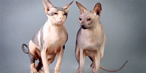 Facts about a Sphynx Cat What you Should Know - Sphynx cats and kittens