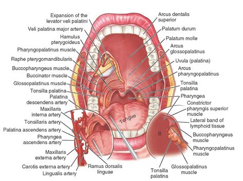 Anatomy Of The Mouth Diagram