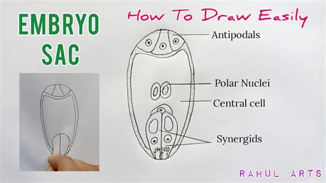 Embryo Diagram Labeled With Yolk Sac