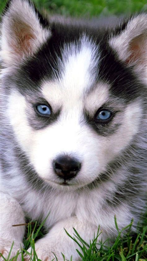 Husky Puppies Wallpapers - Top Những Hình Ảnh Đẹp