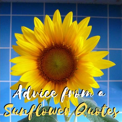 Quotes About Sunflowers and Friends to Enjoy