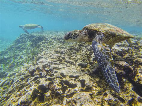 What You Need To Know About Snorkeling At Sharks Cove On Oahu