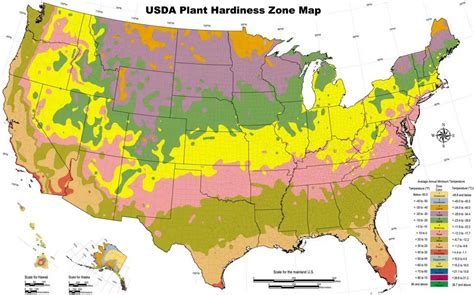 Zone 7b Planting Schedule 2024 - Cindi Delores