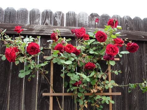 20 Red Climbing Roses Seeds - Seeds & Bulbs