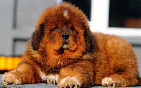 Tibetan Mastiff - All Big Dog Breeds