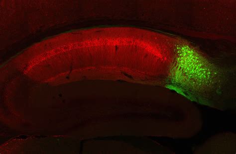 Memory retrieval needs a neuronal connecting flight - It Ain't Magic