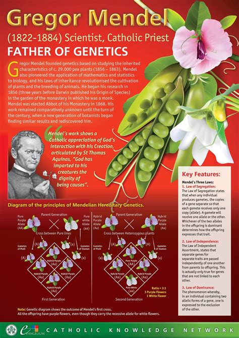 Gregor Mendel Worksheets