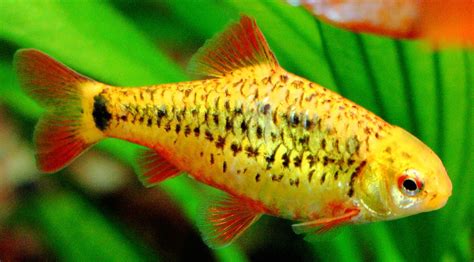 Gold (Chinese) Barb Fish Species Profile