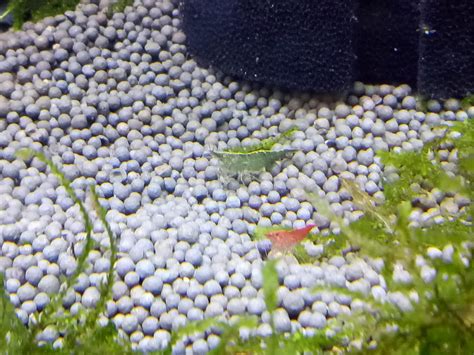 Shrimp identification help? : r/Aquariums