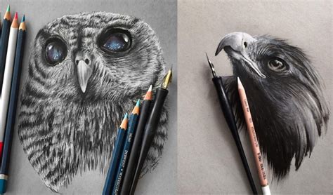 Animal Drawings Pencil