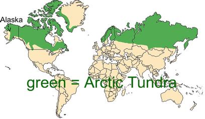 Characteristics - the arctic tundra biome