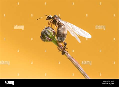 Flying ants nest hi-res stock photography and images - Alamy