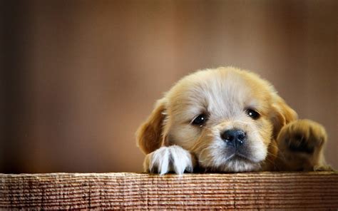 Puppy Dog Wallpapers - Top Free Puppy Dog Backgrounds - WallpaperAccess