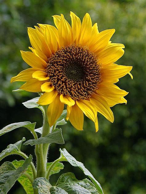 File:Sunflowers in field.jpg