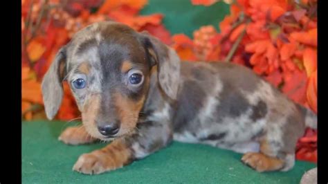 43+ Mini Dapple Dachshund Puppies Picture - Bleumoonproductions