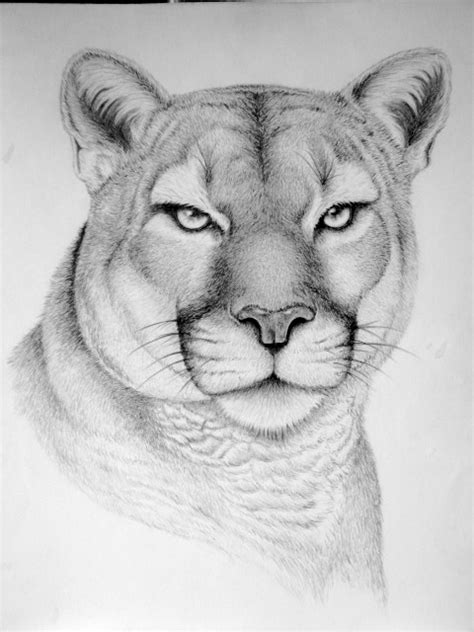 Pencil Drawing Animals Free - pencildrawing2019