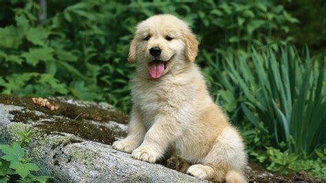 Cute Golden Retriever Puppies Wallpaper (56+ images)