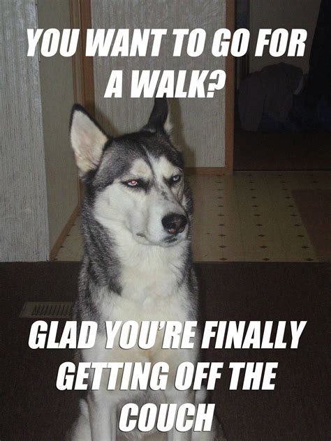 Sarcastic Dog Meme On Going For A Walk