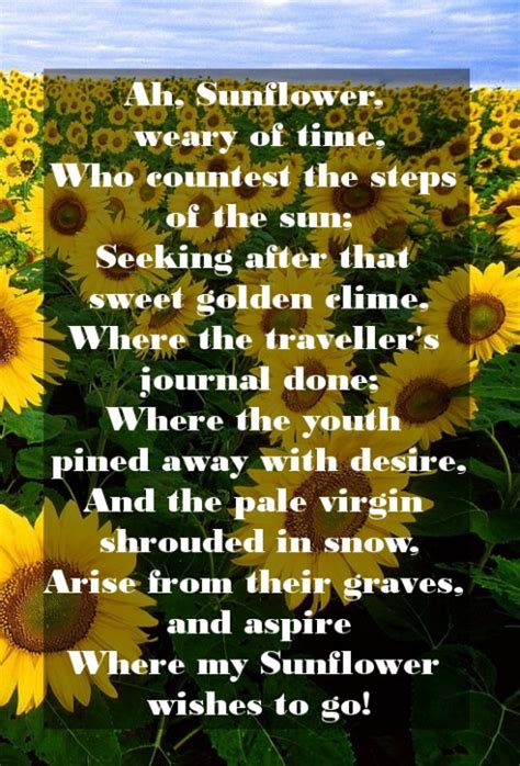 Sunflower Sayings, Quotes and Sentiments