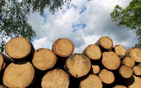 What’s the Difference Between Hardwood and Softwood? | Wonderopolis