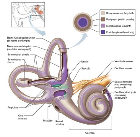 Human Ear Anatomy - Parts of Ear Structure, Diagram and Ear Problems