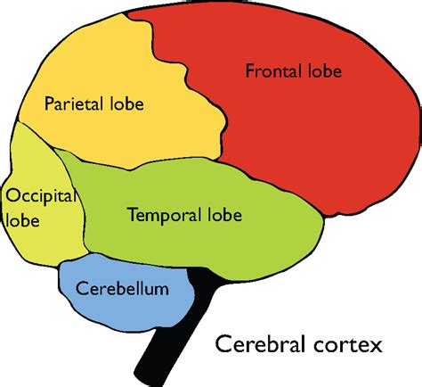 The Cerebrum – Boundless Anatomy and Physiology