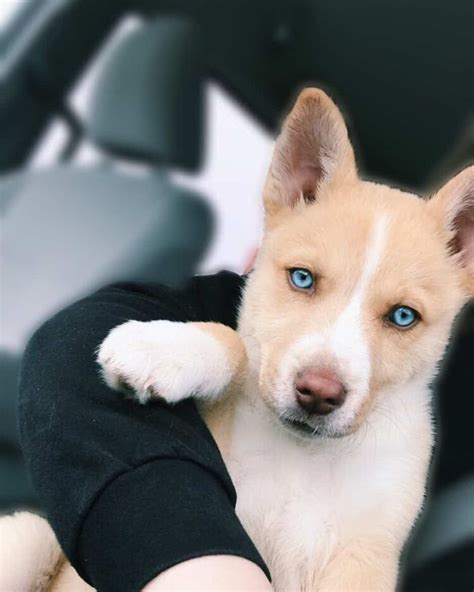 Pitbull Husky Mix: All You Need to Know