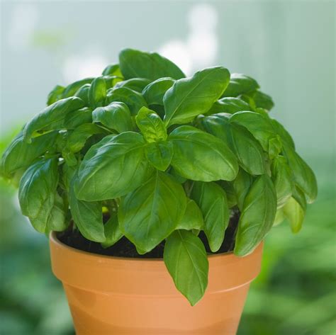 12 Best Mosquito Repellent Plants and Herbs to Try in Your Garden