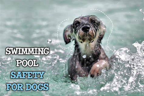 Swimming Pool Safety For Dogs - Miami Pet Concierge