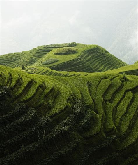 Rice Paddies, China stock photo. Image of rice, terrace - 13037210