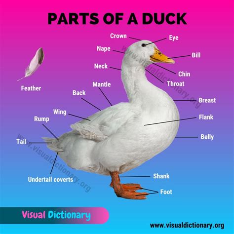 Duck Anatomy: Parts of a Duck - Visual Dictionary