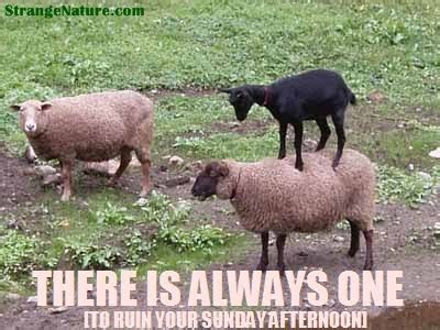 Funny Sheep Quotes. QuotesGram