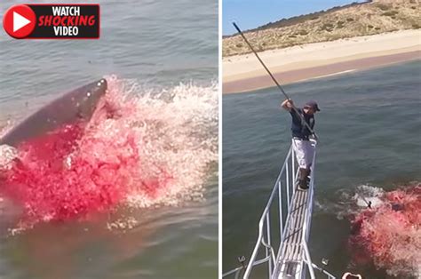 Great white shark turns sea blood red as savage attack stuns experts | Daily Star