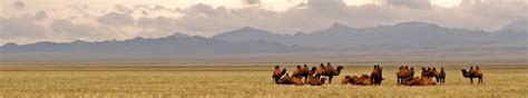 Rare animals in the Gobi desert — Mongolia Tours & Travels 2021/2022