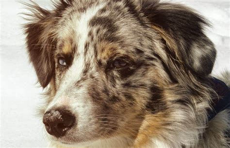 Understanding Australian Shepherd Health Issues In Details