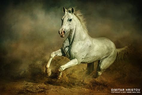 White horse – Running wild - 54ka [photo blog]