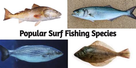 The 6 Most Popular Surf Fishing Species - Fishing Fanatiks