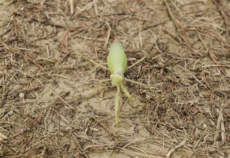 Mantis on the Ground. Mantis Looking at the Camera Stock Photo - Image of insect, looking: 80439376