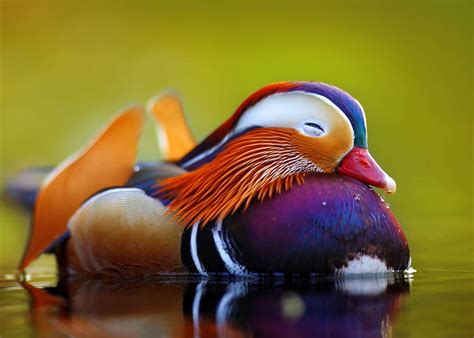 27 Mandarin Duck Facts You Need to Know | JustBirding.com