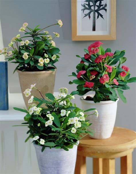 10 best indoor flowering plants - Flower Shop