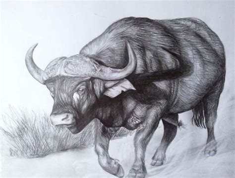 Buffalo Sketch - Inkie Art