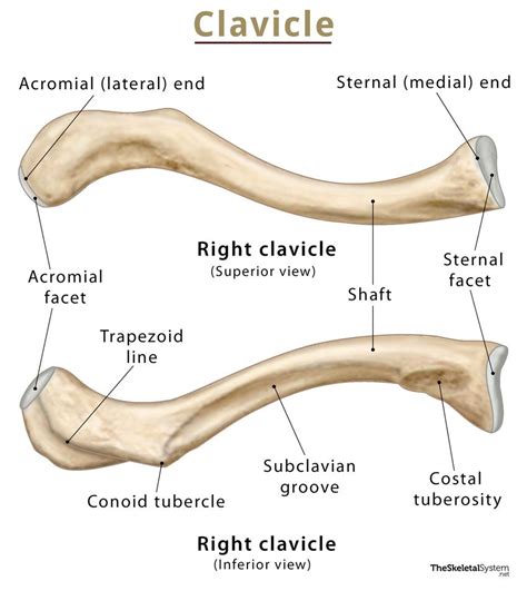 Conoid Tubercle