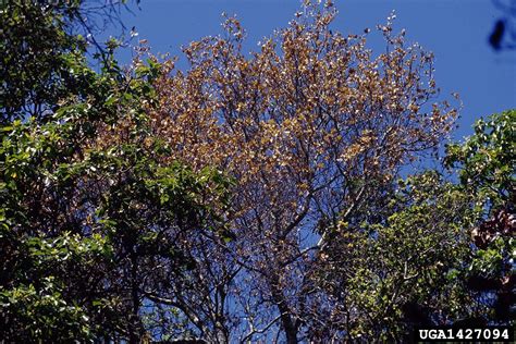 Sudden Oak Death Information - Learn About Sudden Oak Death Treatment | Gardening Know How