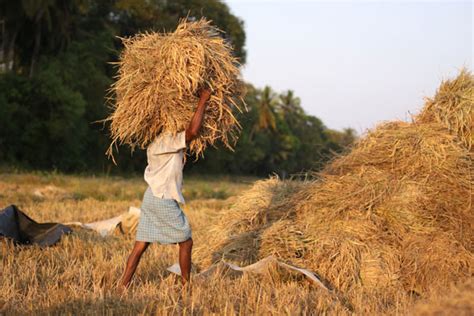 Sri Lanka: Budget 2019 - Agriculture & Irrigation | Sri Lanka Guardian