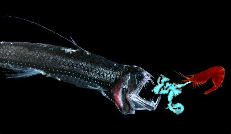 A Scientist Reveals the Bioluminescent Magic of the Deep-Sea World - Yale E360