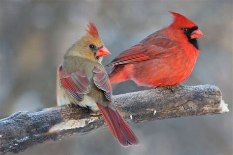 Feeding Cardinals In The Winter - How To Attract & Feed Redbirds!