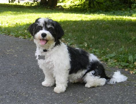 Havanese Dog Info, Temperament, Puppies, Pictures