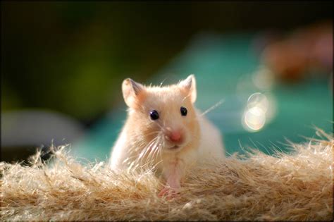 Cute Hamster Wallpapers - Wallpaper Cave